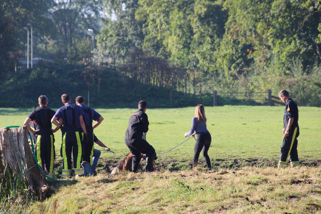 Paard belandt in sloot en zit vast