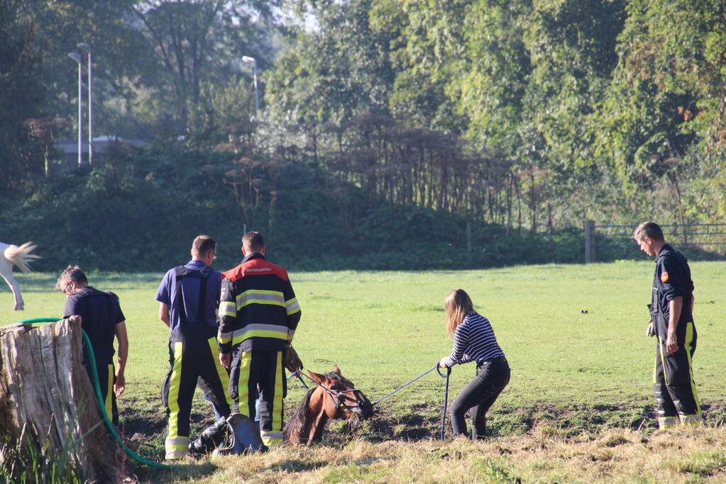 Paard belandt in sloot en zit vast
