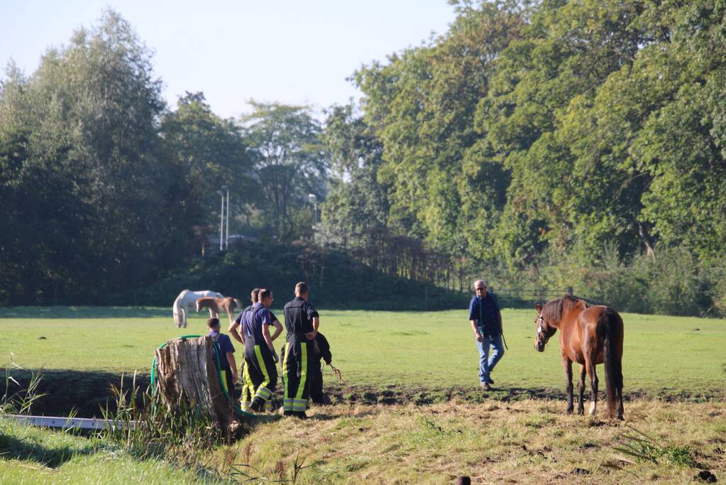 Paard belandt in sloot en zit vast