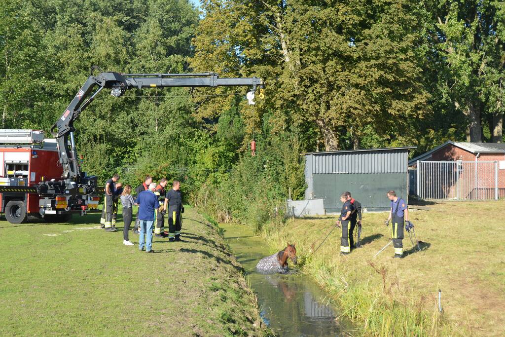 Paard belandt in sloot en zit vast