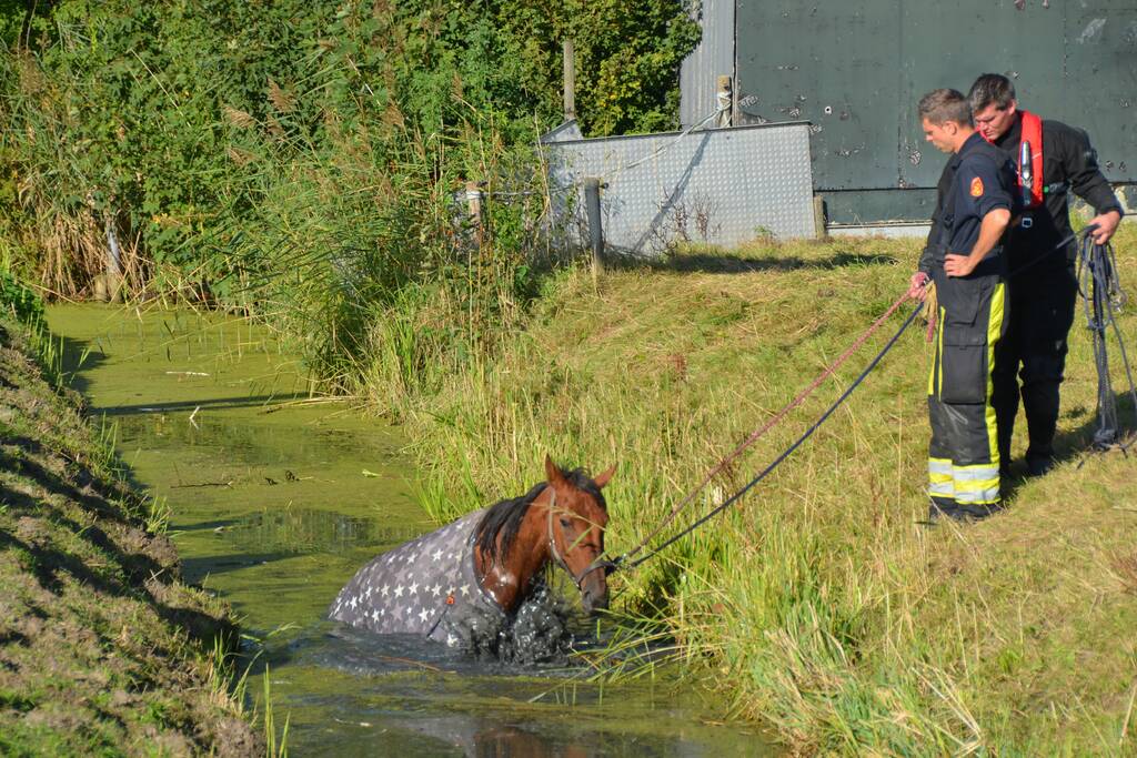 Paard belandt in sloot en zit vast