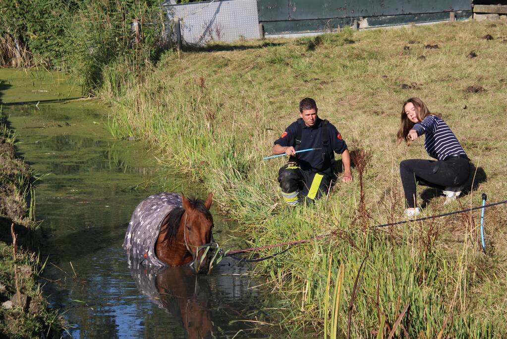Paard belandt in sloot en zit vast