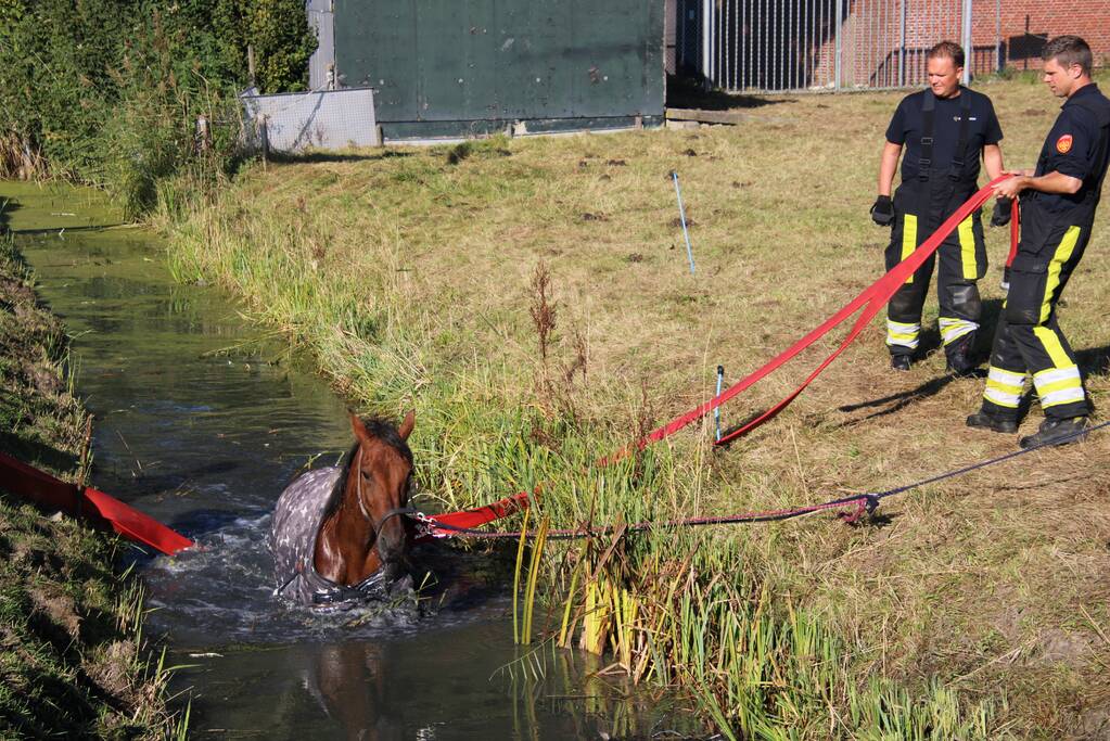 Paard belandt in sloot en zit vast