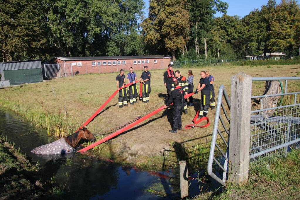 Paard belandt in sloot en zit vast