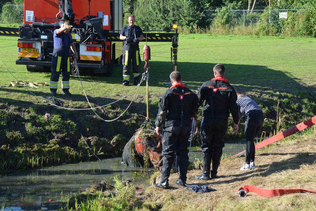 Paard belandt in sloot en zit vast