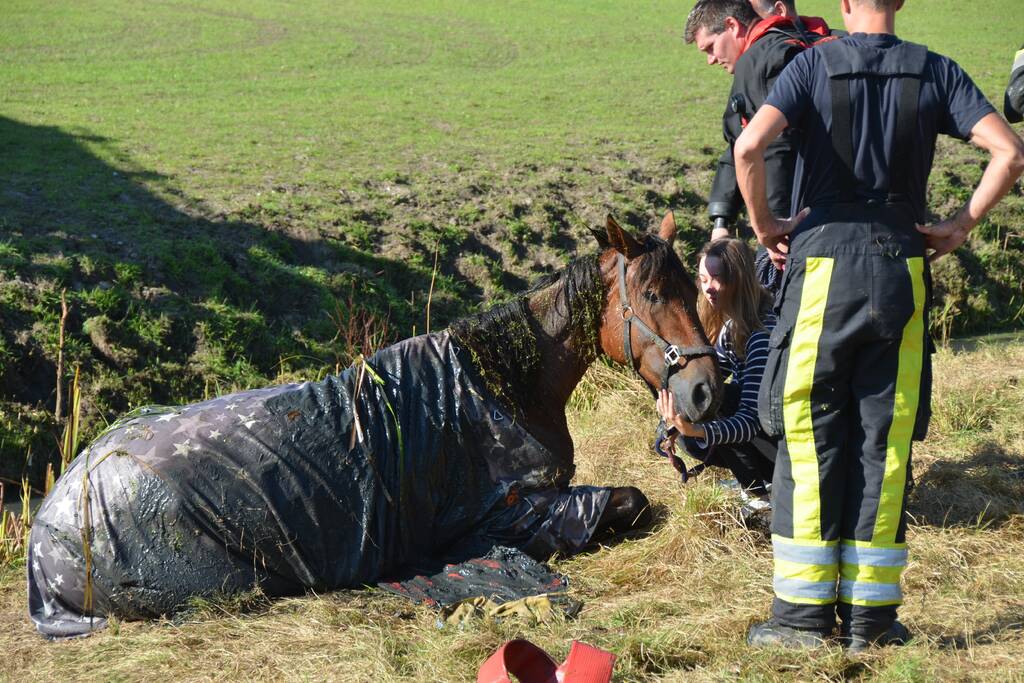 Paard belandt in sloot en zit vast