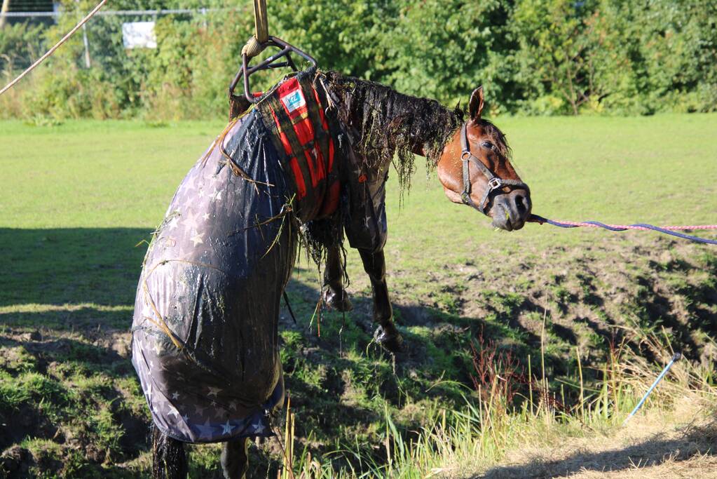 Paard belandt in sloot en zit vast