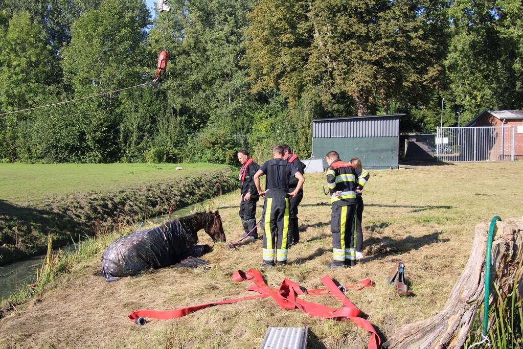 Paard belandt in sloot en zit vast
