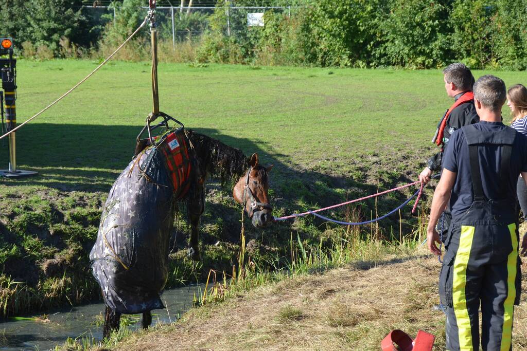 Paard belandt in sloot en zit vast