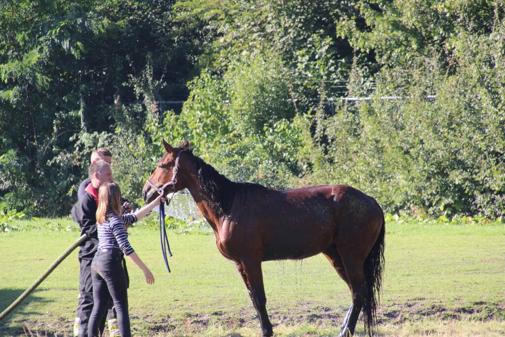 Paard belandt in sloot en zit vast
