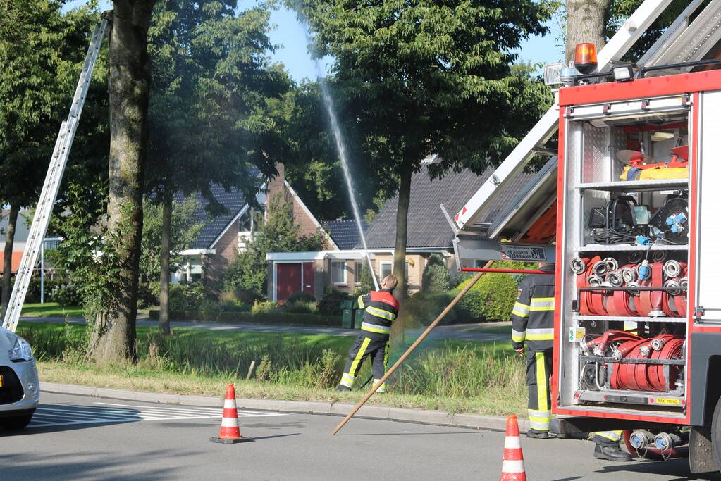 Brandweer probeert kat uit boom te spuiten