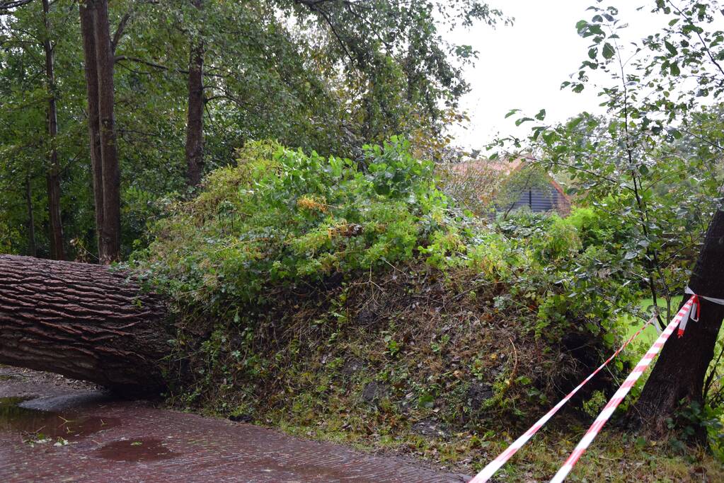 Omgewaaide boom zorgt voor grote stroomstoring