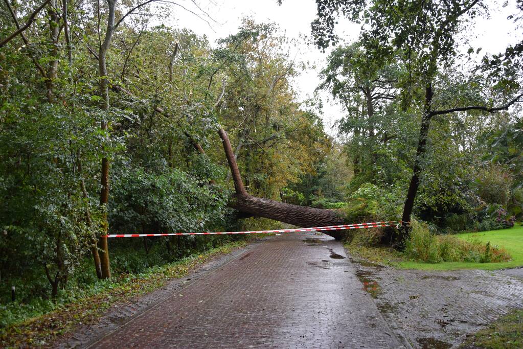 Omgewaaide boom zorgt voor grote stroomstoring