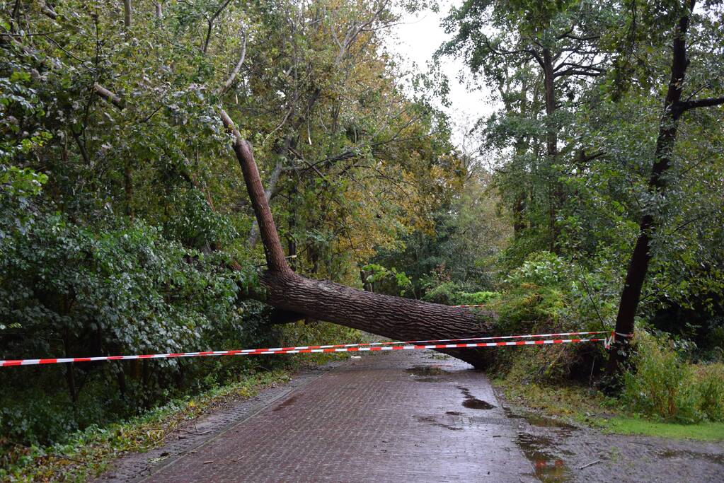 Omgewaaide boom zorgt voor grote stroomstoring