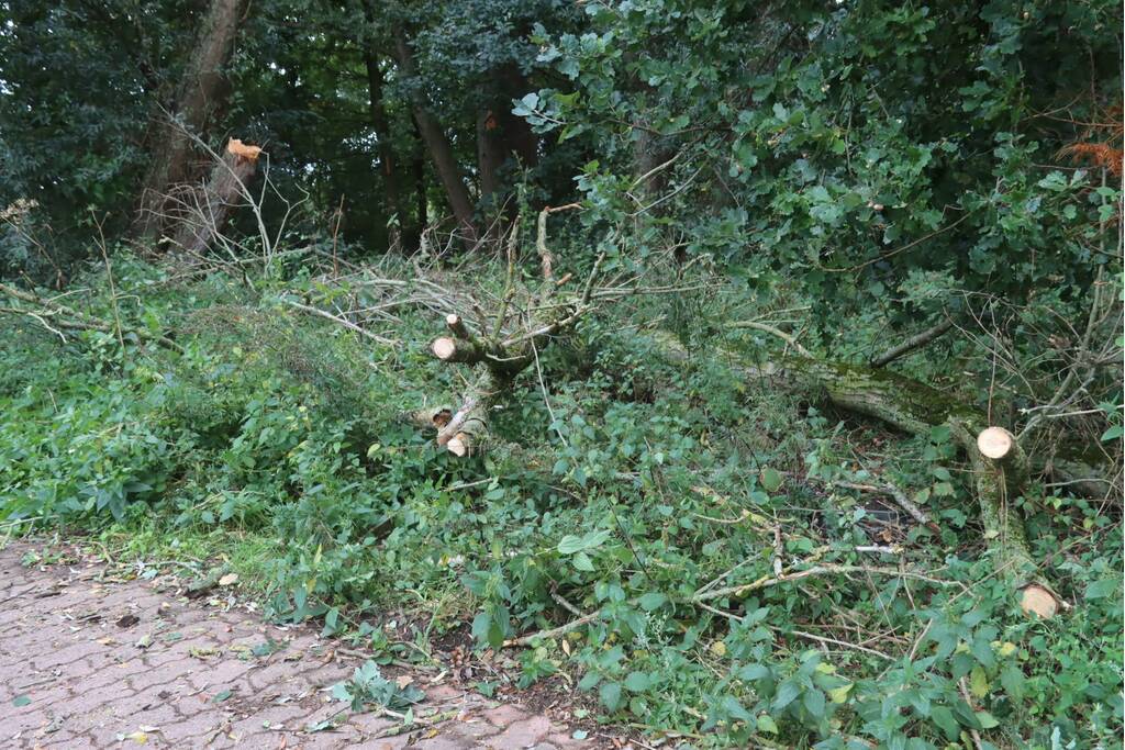 Boom breekt af en belandt op fietspad