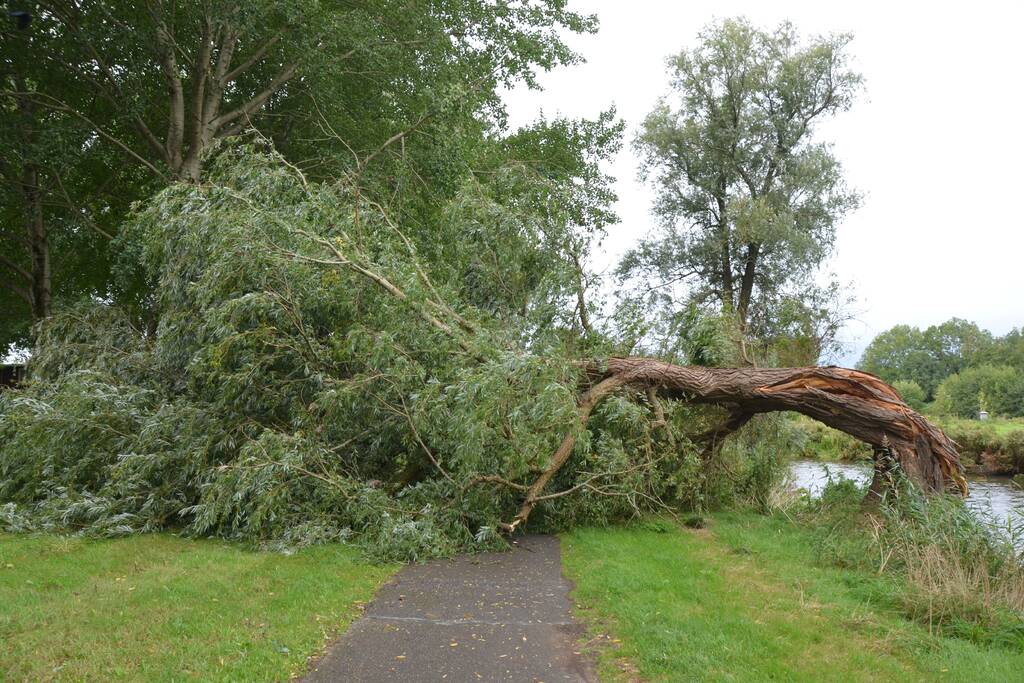 Enorme boom langs de Bonkevaart valt om