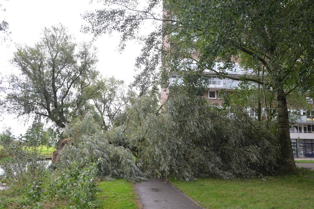 Enorme boom langs de Bonkevaart valt om