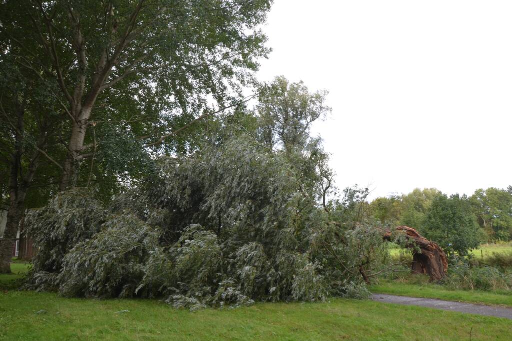 Enorme boom langs de Bonkevaart valt om