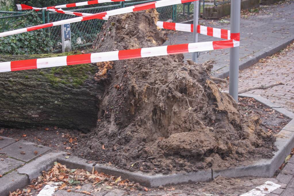 Grote boom valt om tegen woning