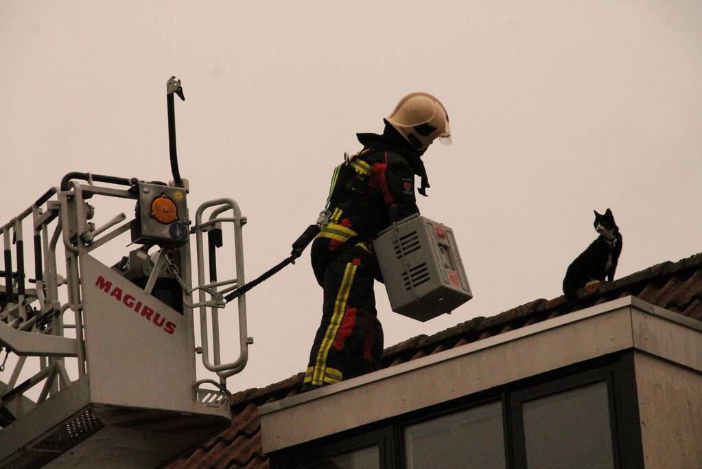 Brand redt kat van het dak