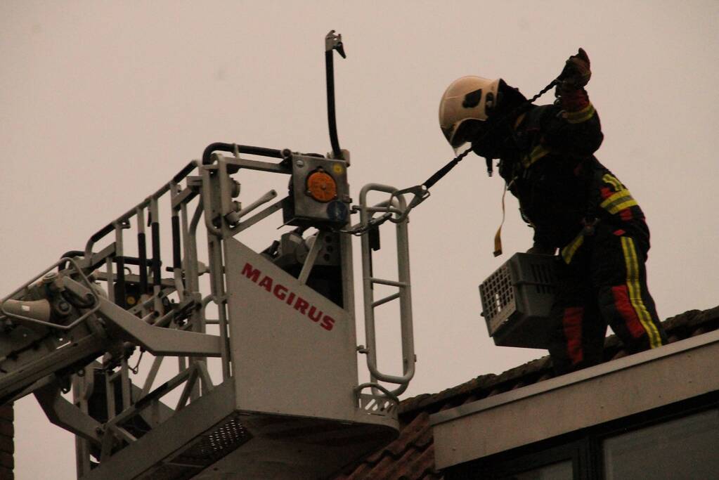 Brand redt kat van het dak