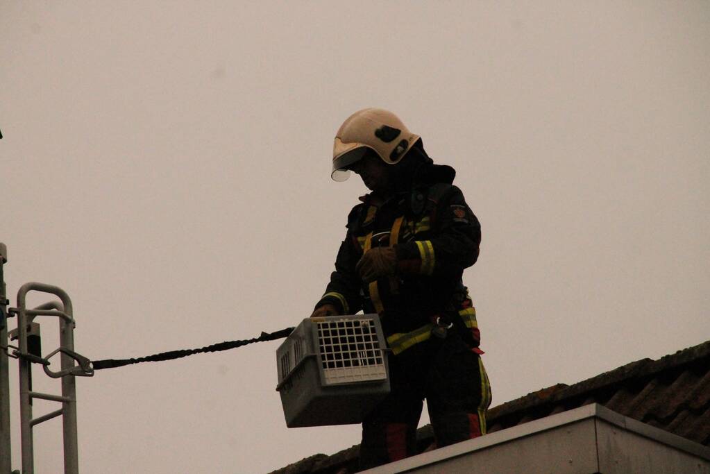 Brand redt kat van het dak