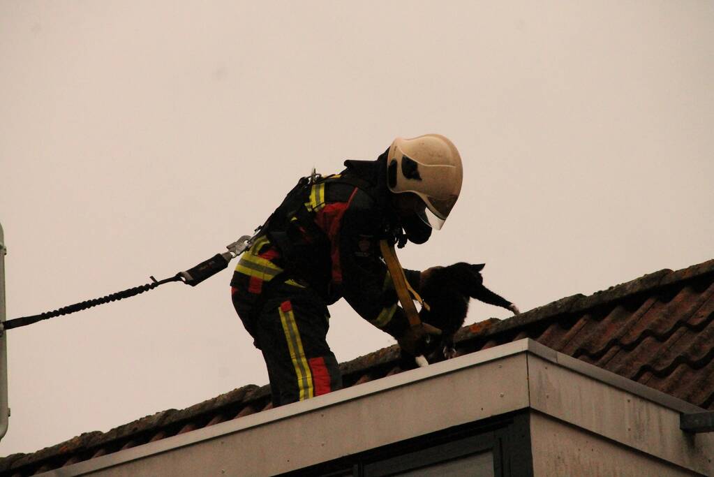 Brand redt kat van het dak