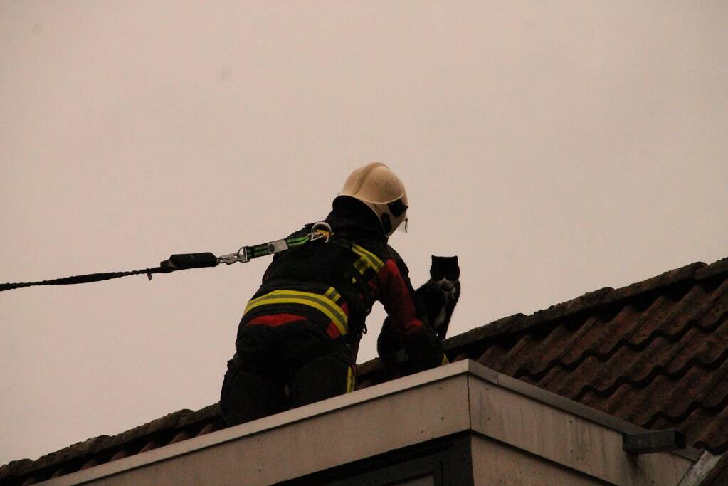 Brand redt kat van het dak
