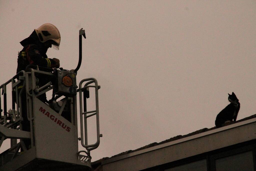 Brand redt kat van het dak