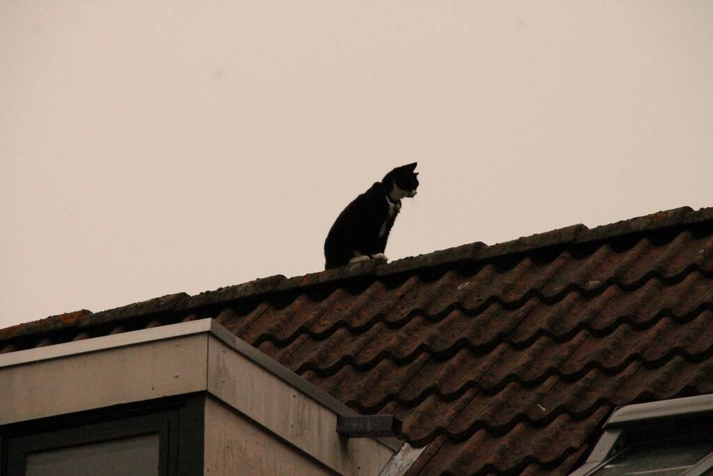 Brand redt kat van het dak