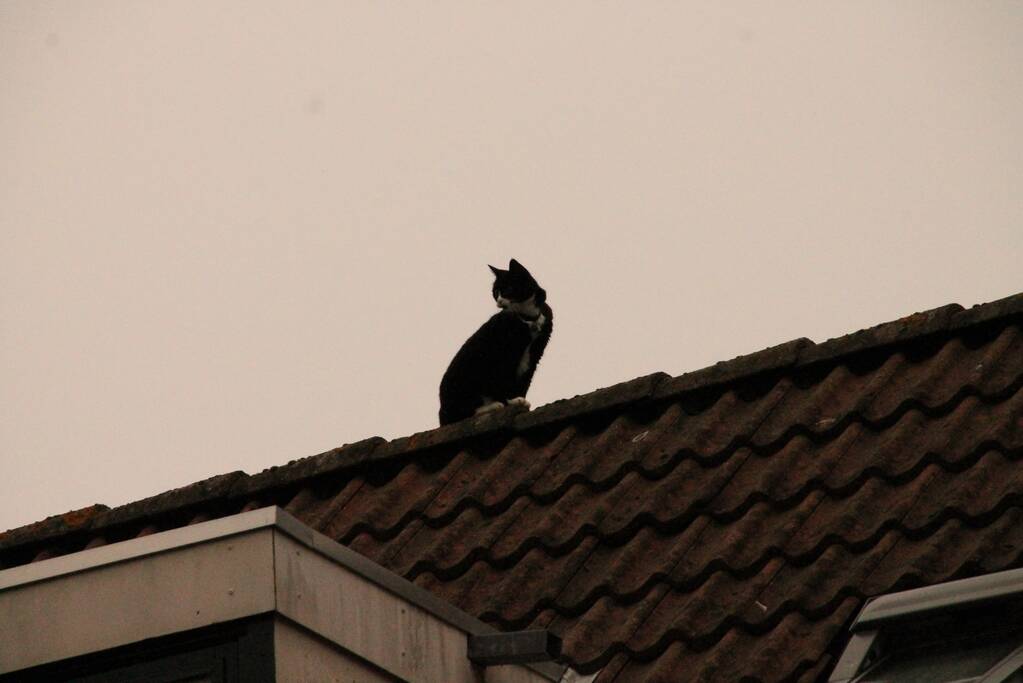 Brand redt kat van het dak