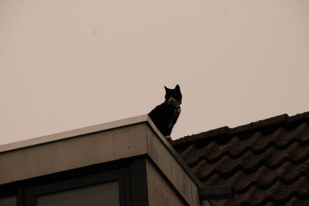 Brand redt kat van het dak