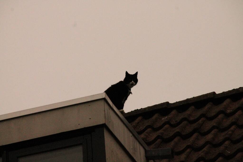 Brand redt kat van het dak