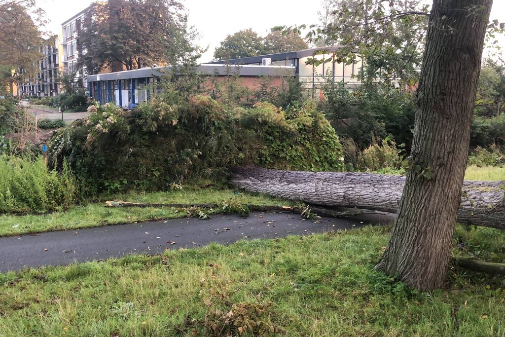 Omgevallen boom blokkeert fietspad en pakeerplaats
