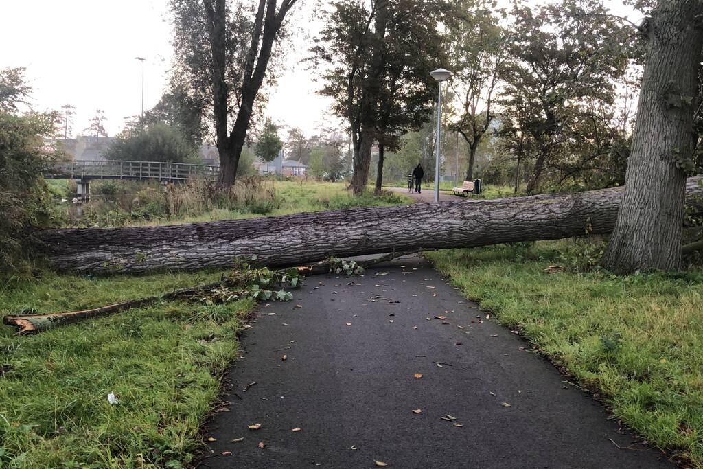 Omgevallen boom blokkeert fietspad en pakeerplaats