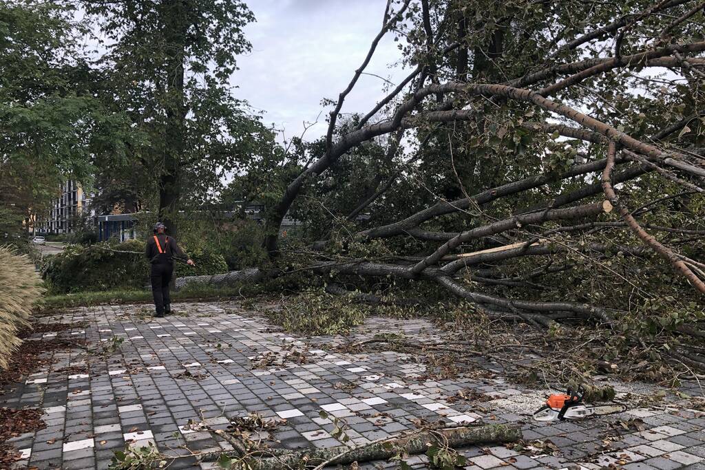 Omgevallen boom blokkeert fietspad en pakeerplaats