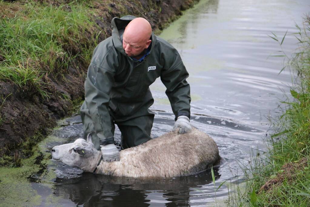 Brandweer redt schaap uit sloot