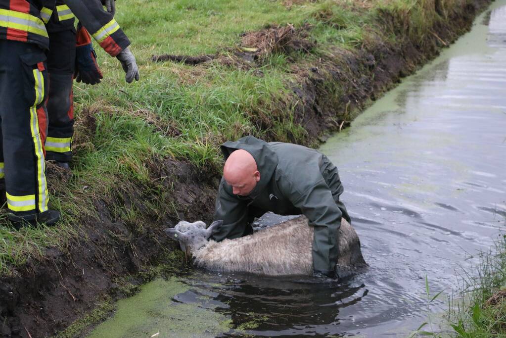 Brandweer redt schaap uit sloot