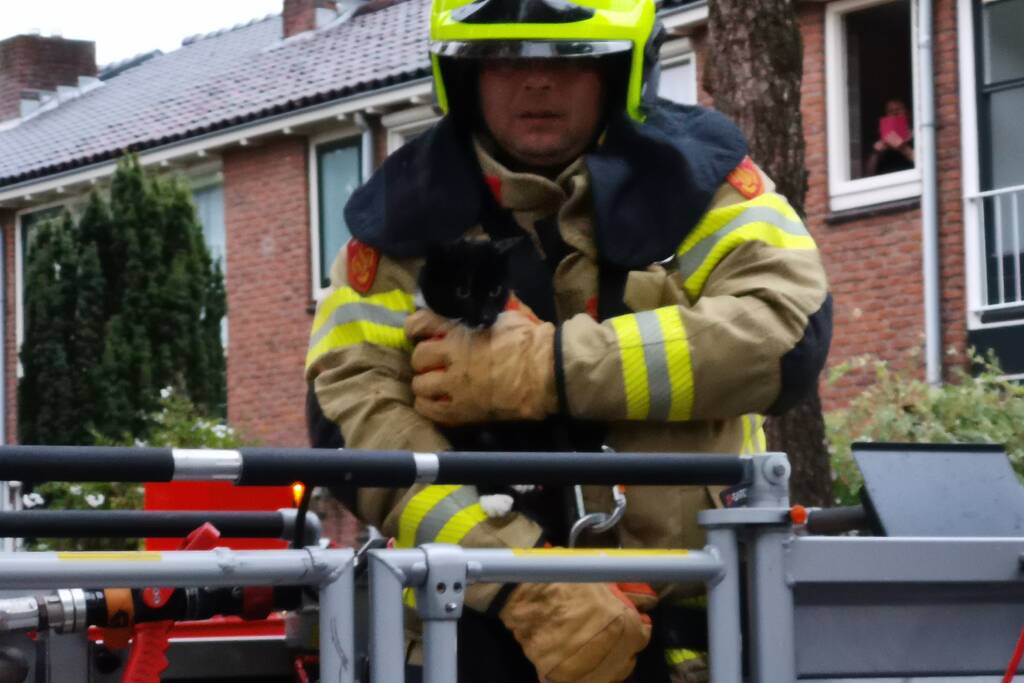 Kat door de brandweer uit de boom gehaald