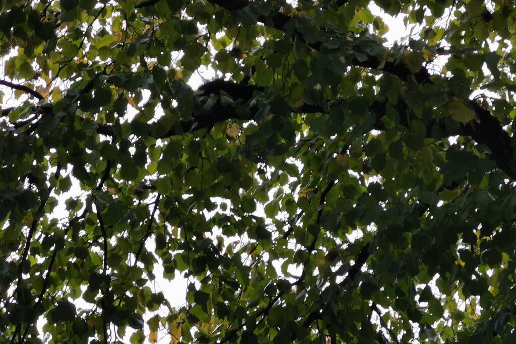 Kat door de brandweer uit de boom gehaald