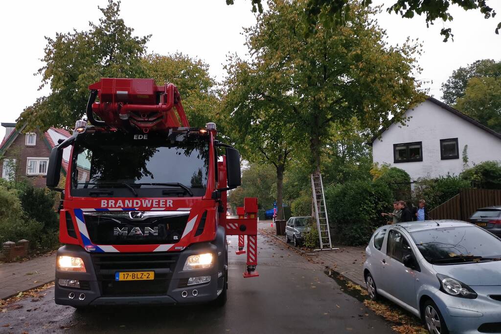Kat door de brandweer uit de boom gehaald