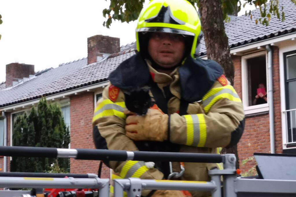 Kat door de brandweer uit de boom gehaald