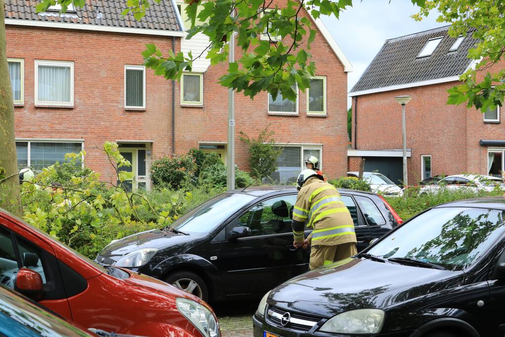 Kaalslag aan grote boom door storm