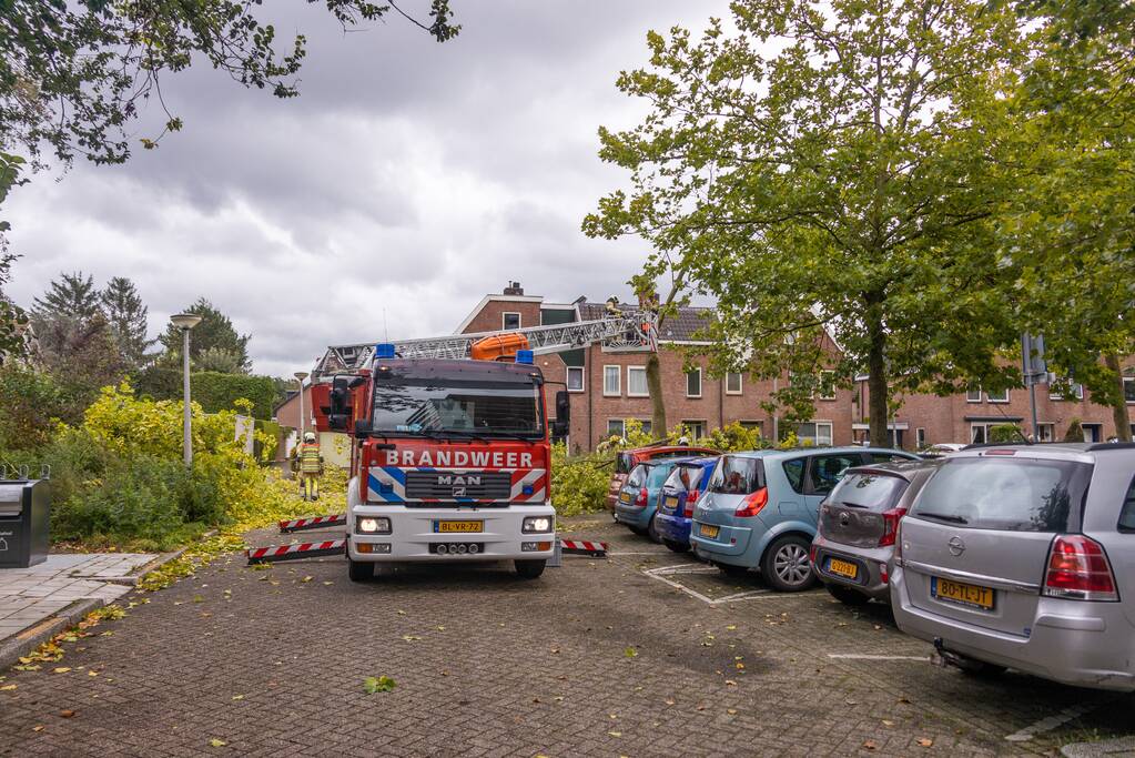 Kaalslag aan grote boom door storm