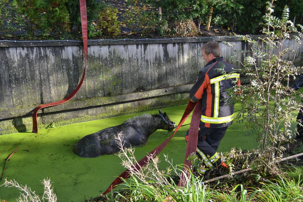 Paard met man en macht uit de sloot getrokken
