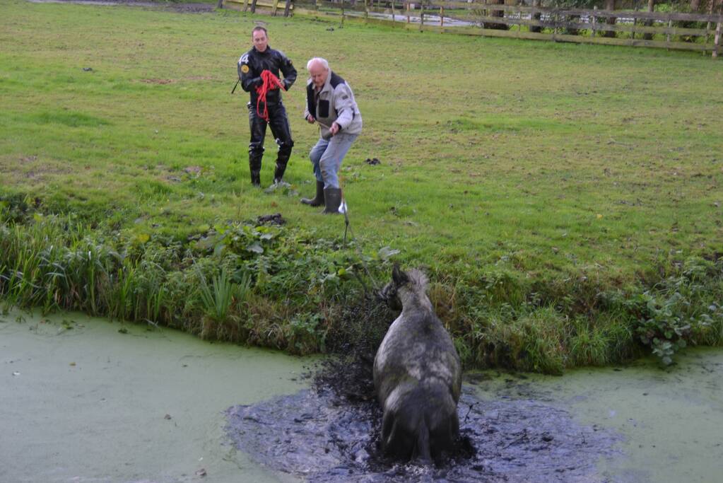 Paard met man en macht uit de sloot getrokken