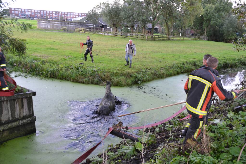 Paard met man en macht uit de sloot getrokken