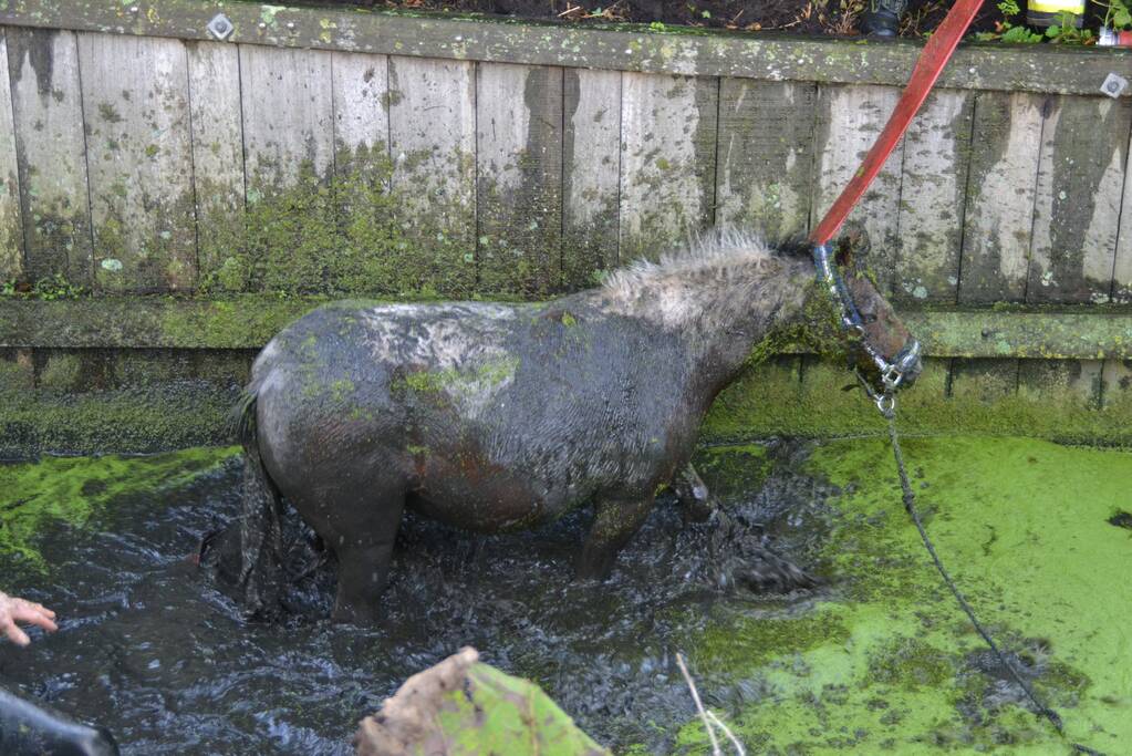 Paard met man en macht uit de sloot getrokken