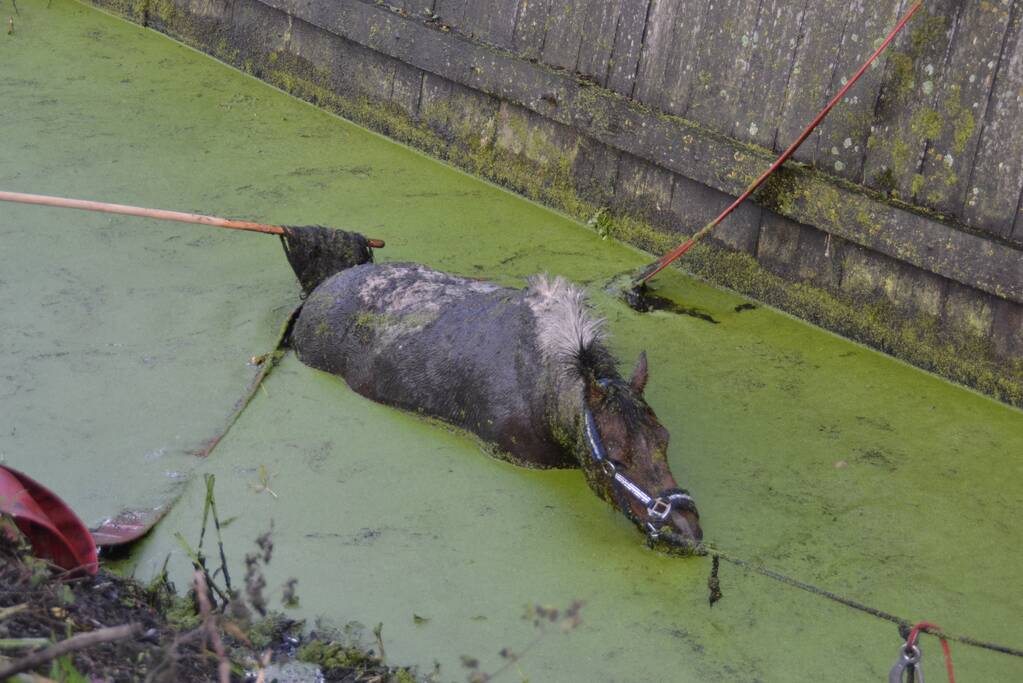 Paard met man en macht uit de sloot getrokken
