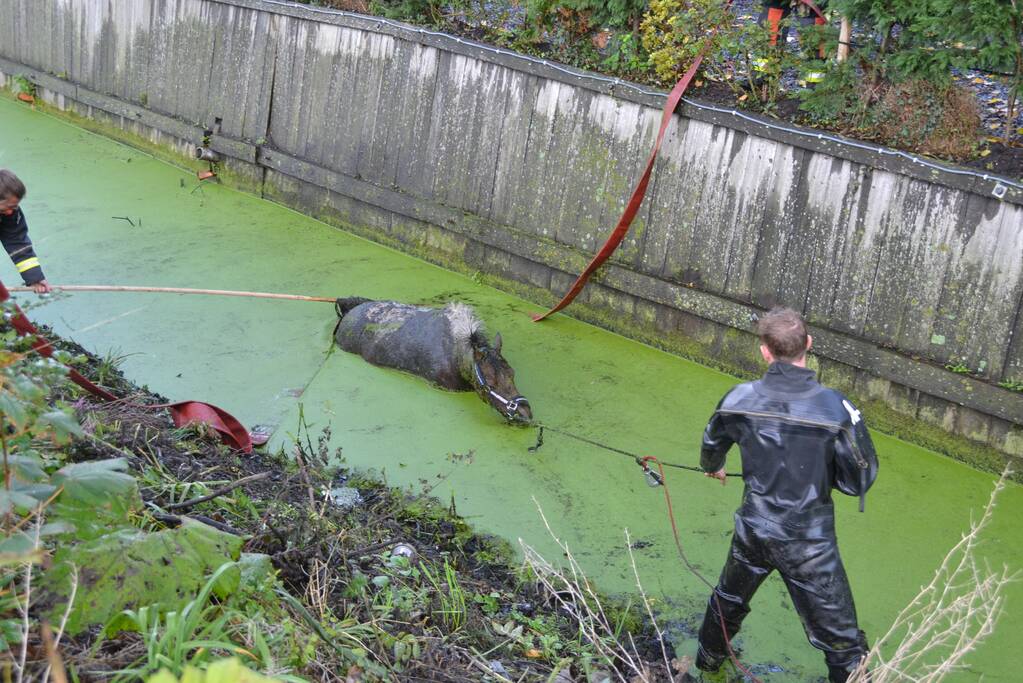 Paard met man en macht uit de sloot getrokken